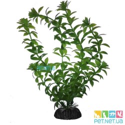 Aquarium plants -1000